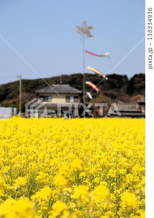 福岡県古賀市の筵内菜の花公園 138334936