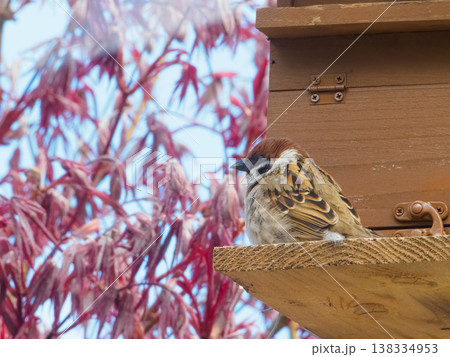 巣箱に来たスズメ 138334953