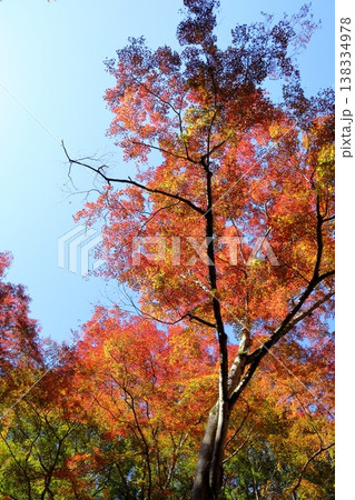 鮮やか 色づくイロハモミジの葉 黄葉 紅葉 鮮やか 色づくイロハモミジの葉 黄葉 紅葉 138334978