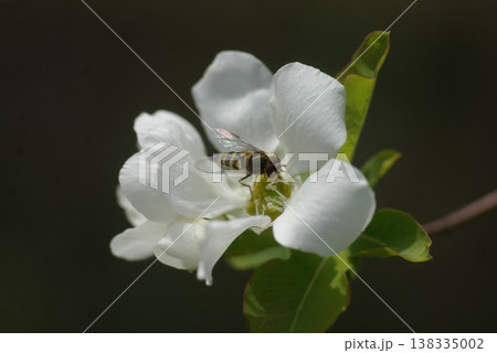 リキュウバイと蜂 リキュウバイと蜂 138335002