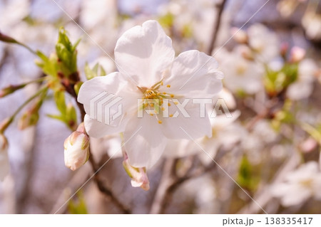 大阪市の長居植物園に咲く桜の花がきれい 大阪市の長居植物園に咲く桜の花がきれい 138335417
