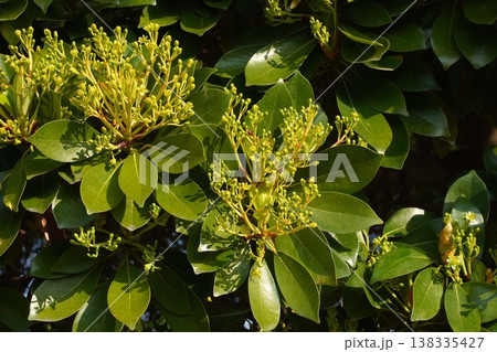 咲き始めたタブノキの花・2026年3月 咲き始めたタブノキの花・2026年3月 138335427