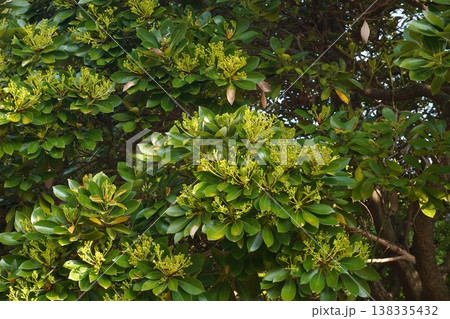 咲き始めたタブノキの花・2026年3月 咲き始めたタブノキの花・2026年3月 138335432