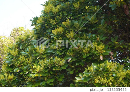 咲き始めたタブノキの花・2026年3月 咲き始めたタブノキの花・2026年3月 138335433