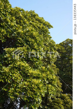 咲き始めたタブノキの花・2026年3月　 138335443