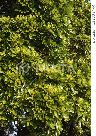 咲き始めたタブノキの花・2026年3月 咲き始めたタブノキの花・2026年3月 138335444