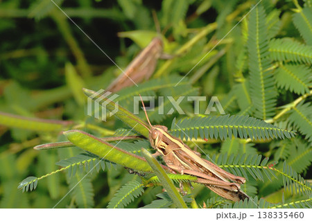 ツチイナゴ 138335460