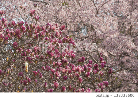 春の花 ソコベニハクモクレンと枝垂れ桜 春の花 ソコベニハクモクレンと枝垂れ桜 138335600