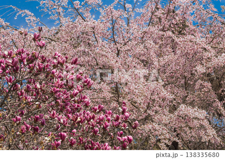 春の花 ソコベニハクモクレンと枝垂れ桜 春の花 ソコベニハクモクレンと枝垂れ桜 138335680