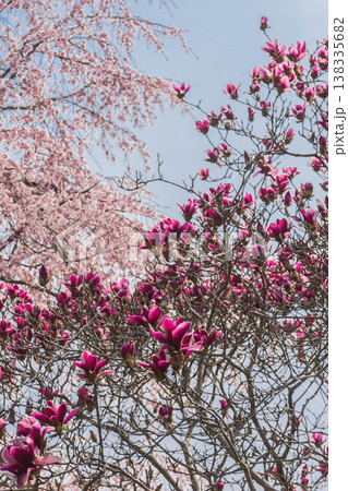 春の花　ソコベニハクモクレンと枝垂れ桜 138335682