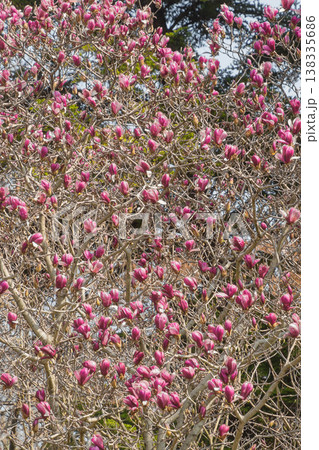 春の花 ソコベニハクモクレン 春の花 ソコベニハクモクレン 138335686