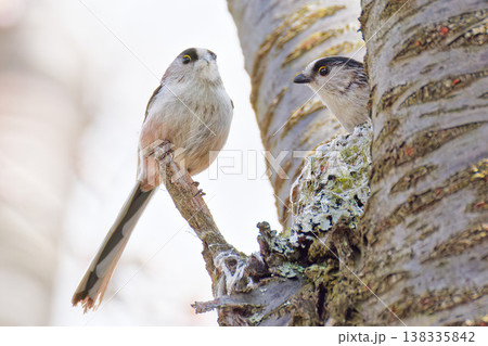 つがいで巣作りをするエナガ 138335842