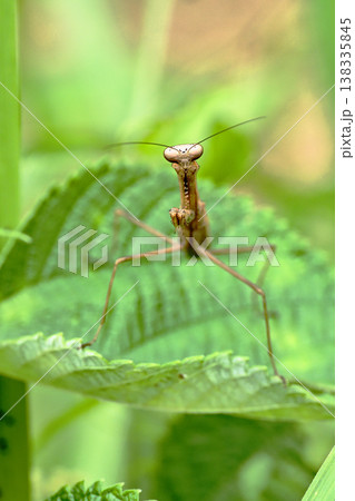 コカマキリ 138335845