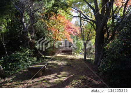 明るい 陽だまりの紅葉 明るい 陽だまりの紅葉 138335855
