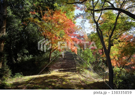 明るい 陽だまりの紅葉 明るい 陽だまりの紅葉 138335859