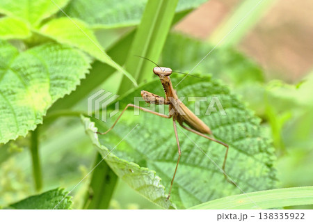 コカマキリ 138335922