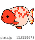 らんちゅうのイラスト 138335973