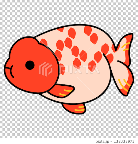 らんちゅうのイラスト らんちゅうのイラスト 138335973