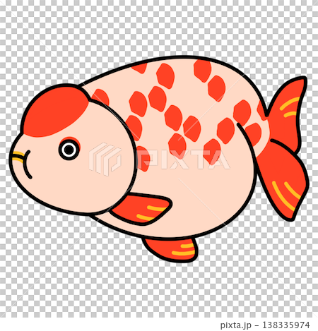 Ranchu illustration Ranchu illustration 138335974