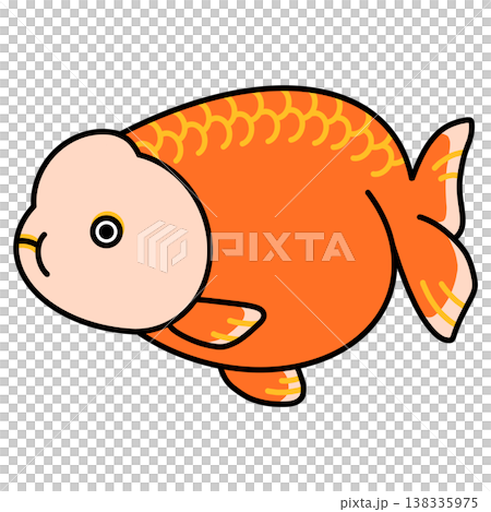 らんちゅうのイラスト らんちゅうのイラスト 138335975