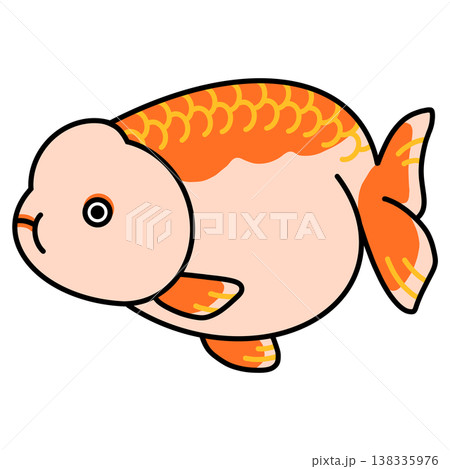 らんちゅうのイラスト らんちゅうのイラスト 138335976