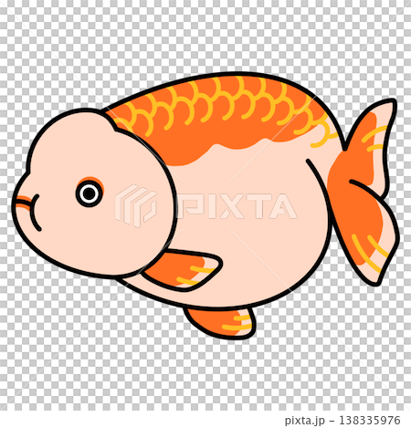 らんちゅうのイラスト らんちゅうのイラスト 138335976