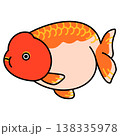 らんちゅうのイラスト 138335978