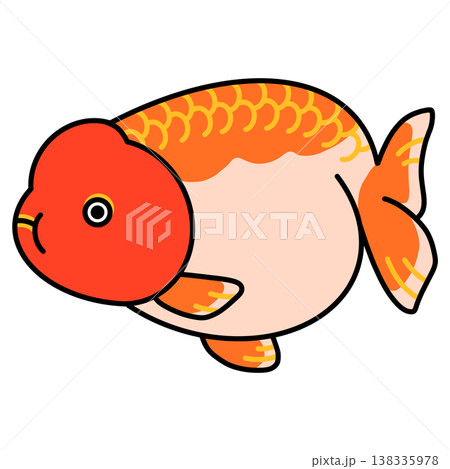 らんちゅうのイラスト らんちゅうのイラスト 138335978