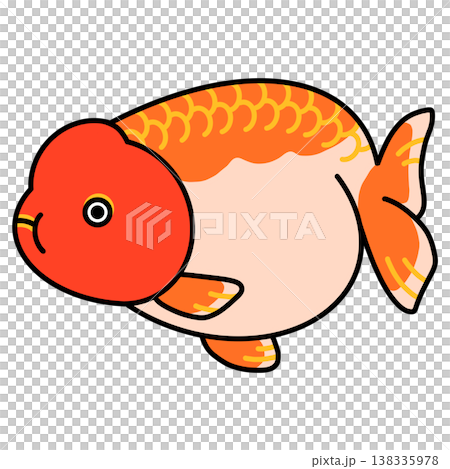 らんちゅうのイラスト らんちゅうのイラスト 138335978