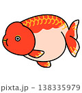 らんちゅうのイラスト 138335979