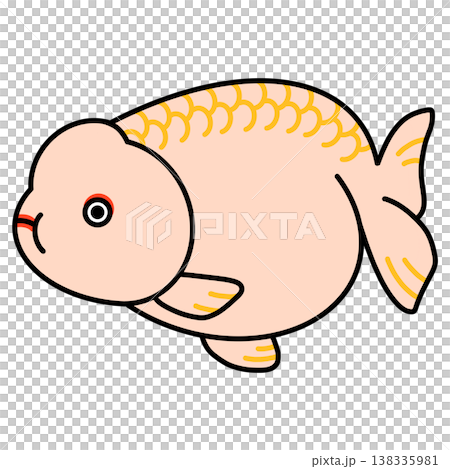らんちゅうのイラスト らんちゅうのイラスト 138335981