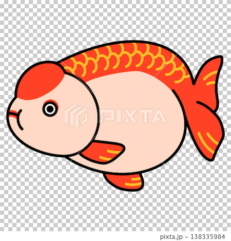 Ranchu illustration Ranchu illustration 138335984