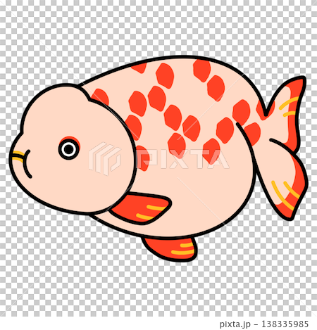 らんちゅうのイラスト らんちゅうのイラスト 138335985