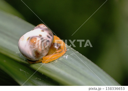 トリノフンダマシ（メス） 138336653