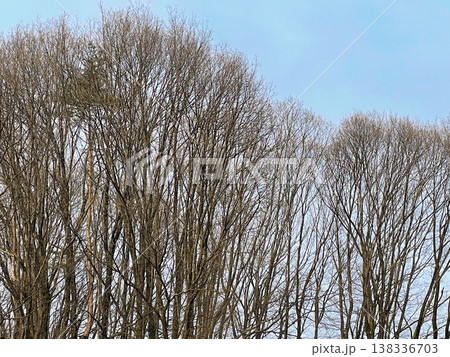 青空に映える冬枯れの木々 138336703