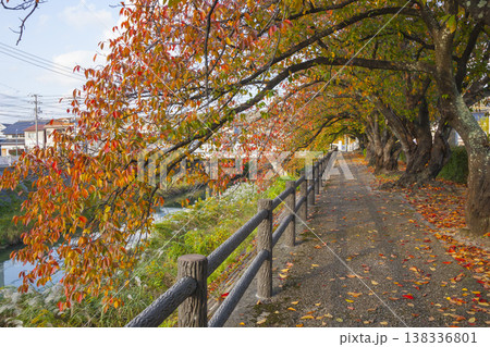 袋川添いの桜並木の紅葉 鳥取県 鳥取市 袋川添いの桜並木の紅葉 鳥取県 鳥取市 138336801