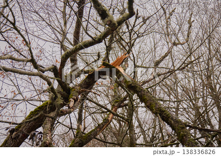 splintered wood on a mossy tree trunk against a backdrop of bare trees 138336826