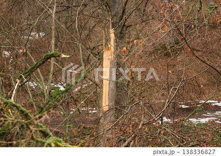 A vertical view of a tree trunk with exposed interior wood and patches of snow on the ground A vertical view of a tree trunk with exposed interior wood and patches of snow on the ground 138336827