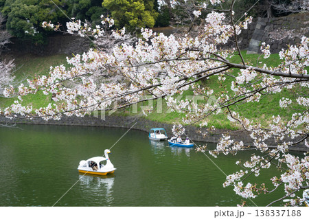 千鳥ヶ淵の桜と花見のボート 138337188