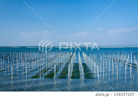 アオサ養殖の漁場（愛知県田原市） 138337207