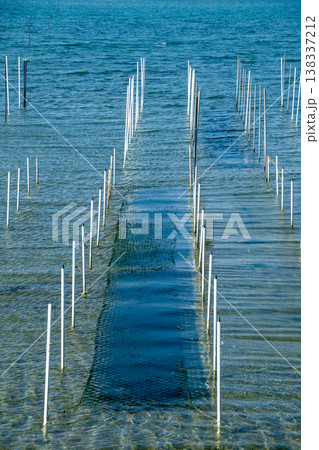 アオサ養殖の漁場（愛知県田原市） 138337212