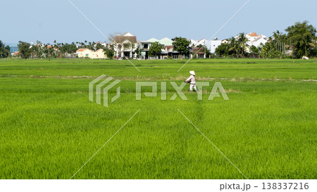 Farmer Walking Across Expansive Green Rice Fields 138337216