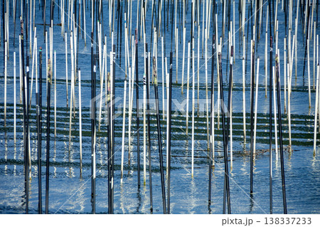 アオサ養殖の漁場（愛知県田原市）竹杭アップ 138337233
