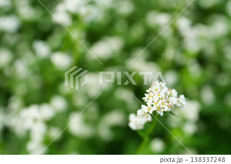 可憐な白いそばの花 可憐な白いそばの花 138337248