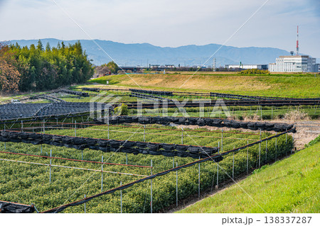木津川右岸河川敷の茶畑　浜台の茶園　京都府久世郡久御山町 138337287