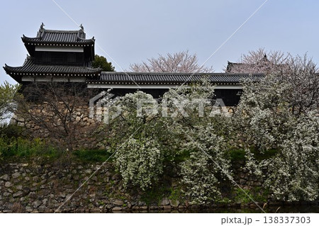 春の郡山城跡を彩る満開の桜 138337303
