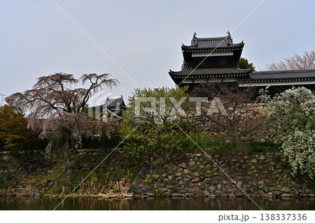 春の郡山城跡を彩る満開の桜 春の郡山城跡を彩る満開の桜 138337336
