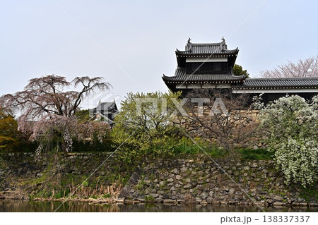 春の郡山城跡を彩る満開の桜 春の郡山城跡を彩る満開の桜 138337337
