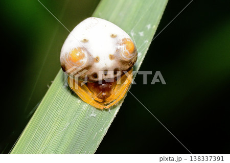 トリノフンダマシ(メス) トリノフンダマシ(メス) 138337391