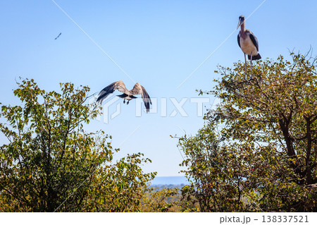 Marabou Stork 138337521